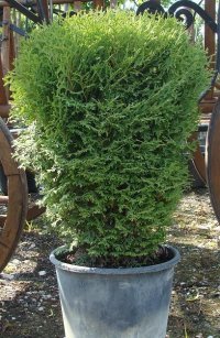 THUJA OCCIDENTALIS KOBOLD - THUJA OCCIDENTALIS KOBOLD